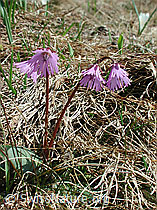 Foto: Grosses Alpenglöckchen