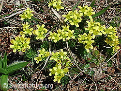 Foto: Immergrünes Felsenblümchen