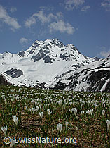 Photo: Weide mit Frühlings-Krokus, Bergfrühling
