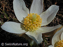 Photo: Frühlingsanemone, Blüte