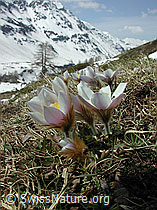 Photo: Frühlingsanemone, Pelzanemone mit Umgebung