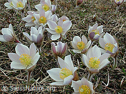 Photo: Frühlingsanemonen, grosse Anzahl