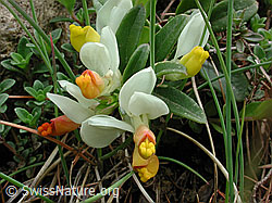 Foto: Buchsblättrige Kreuzblume