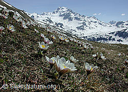 Photo: Pelzanemonen mit Ofenhorn
