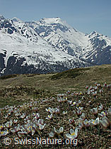 Photo: Pelzanemonen, Hillehorn und Mättital