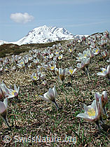 Photo: Pelzanemonen und Bättlihorn