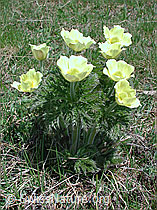 Photo: Gruppe von Schwefelanemonen