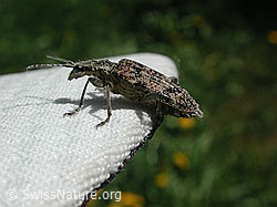 Photo: Kleiner Zangenbock (Rhagium inquisitor)