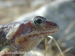 Photo: Grasfrosch (Rana temporaria)