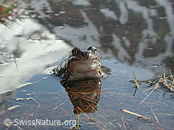 Photo: Grasfrosch (Rana temporaria)