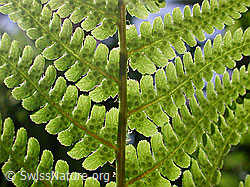 Breiter Wurmfarn (DSCN3894)