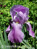 Photo: Deutsche Schwertlilie (Iris germanica)