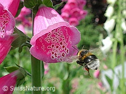 Erdhummel im Flug (DSCN3918)