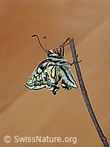 Schwalbenschwanz frisch geschlüpft (DSCN4027)