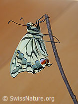 Schwalbenschwanz (DSCN4030)