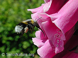 Erdhummel im Flug (DSCN4081)