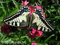 Schwalbenschwanz (Papilio machaon)