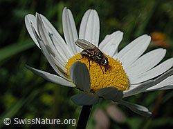 Fliege auf Blüte (DSCN4266)