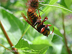 Hornisse (Vespa crabro) (DSCN4324)
