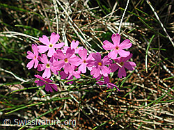 Foto: Mehl-Primel