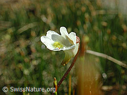 Photo: Alpen-Fettblatt, Blüte