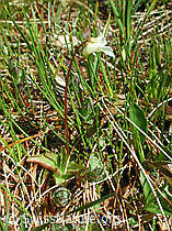 Photo: Alpen-Fettblatt