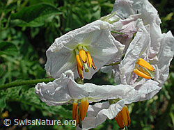 Blüte der Kartoffel (DSCN4579)