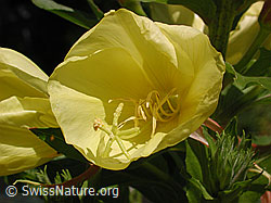 Zweijährige Nachtkerze (Oenothera biennis) (DSCN4646) Zweijährige Nachtkerze (Oenothera biennis) (DSCN4646)