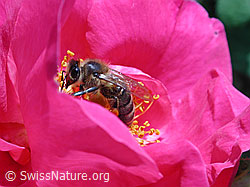 Honigbiene (Apis mellifera) (DSCN4660)