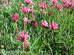 Foto: Alpenklee