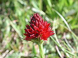 Photo: Schwarzes Männertreu, Blüte