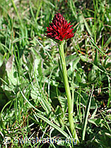 Photo: Schwarzes Männertreu
