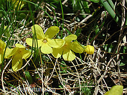 Photo: Goldprimel