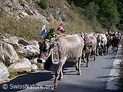 DSCN5034: Alpabzug im Binntal