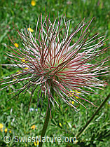 Photo: Verblühte Schwefelanemone