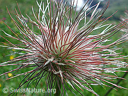Photo: Verblühte Schwefelanemone