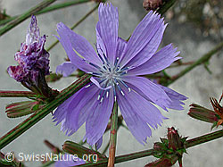 Wegwarte (Cichorium intybus) (DSCN5519)
