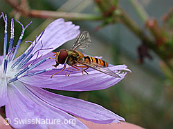 Hainschwebfliege (Episyrphus balteatus) auf Wegwarte (Cichorium intybus) (DSCN5544) Hainschwebfliege (Episyrphus balteatus) auf Wegwarte (Cichorium intybus) (DSCN5544)