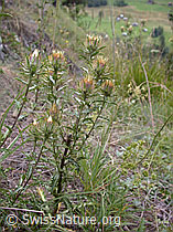 Foto: Gewöhnliche Golddistel