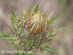 Foto: Geschlossene Blüte einer gewöhnlichen Golddistel