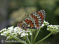 Photo: Roter Scheckenfalter (Melitaea didyma)