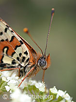 Photo: Roter Scheckenfalter (Melitaea didyma)