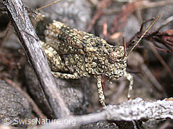 Photo: Blauflügelige Ödlandschrecke (Oedipoda caerulescens)