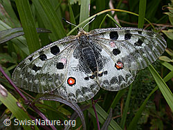 Apollofalter (Parnassius apollo) (DSCN5868) Apollofalter (Parnassius apollo) (DSCN5868)
