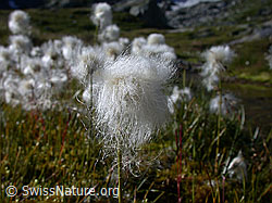 Foto: Scheuchzers Wollgras