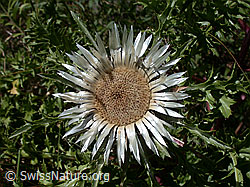 Foto: Silberdistel