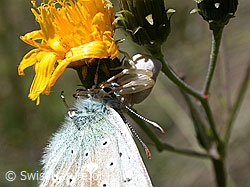 Photo: Hauhechel-Bläuling