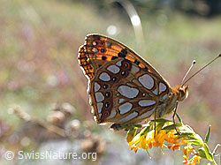 Kleiner Perlmuttfalter (Issoria lathonia) (30.11.1999, DSCN6244)