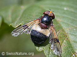 Gemeine Waldschwebfliege (Volucella pellucens) (02.09.2001, DSCN6436)