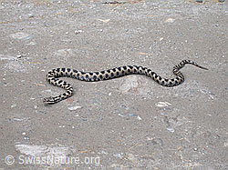 Photo: Aspisviper (Vipera aspis)
